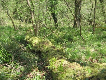 A dead tree trunk covered in moss in the middle of a woodland