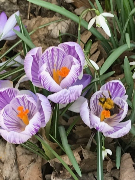 Crocuses growing at St Michael's eco church in Bolton
