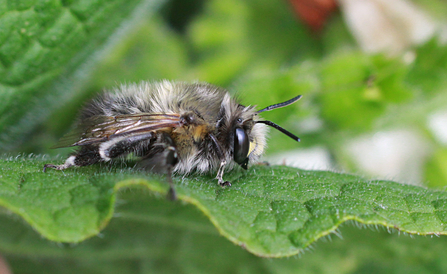 A male hairy-footed flower bee resting on a leaf