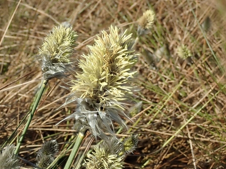 Waxy-looking cottongrass heads on Little Woolden Moss