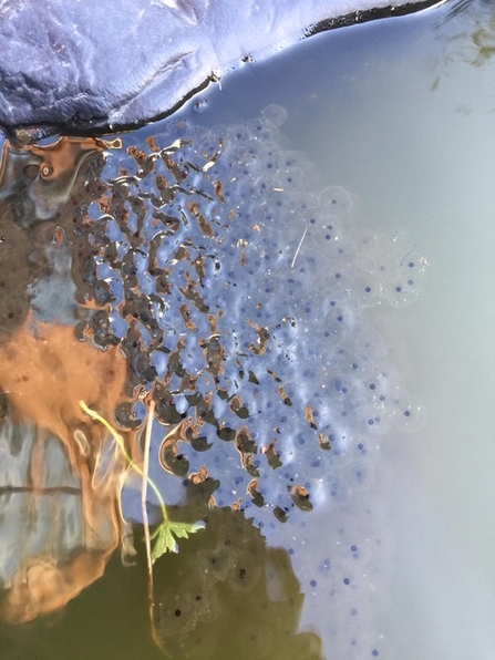 Frogspawn in a pond at St Michael's eco church in Bolton