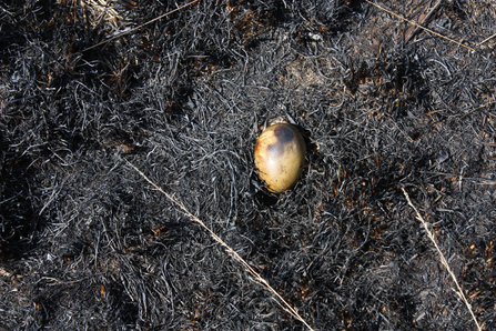A blackened bird egg sitting in the ashes of a groud-nesting birds nest destroyed by fire