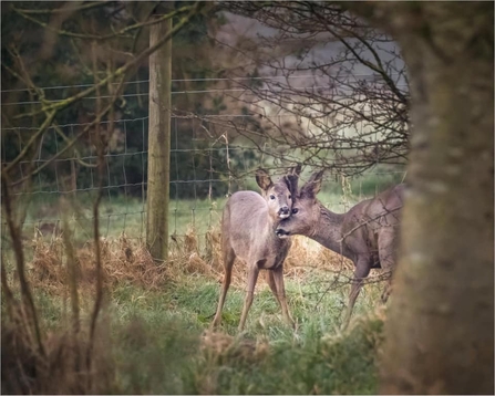 One roe deer nuzzling another in the shelter of trees at Brockholes nature reserve