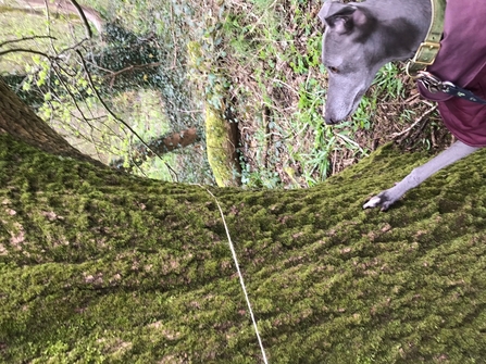 Misty the whippet helping to measure the trunk of a sycamore at St Michael's eco church