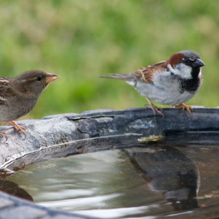 Bird bath