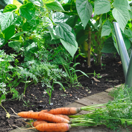 Growing vegetables on the allotment