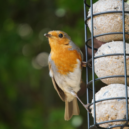 Robin on bird feeder
