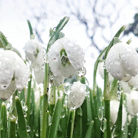 Snowdrops