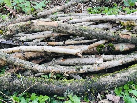 A pile of sticks left to shelter beetles at St Michael's eco church in Bolton