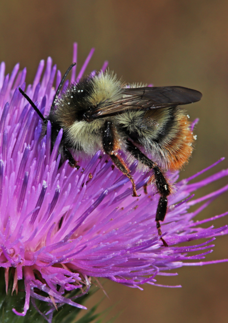 A shrill carder bee feeding from a knapweed plant
