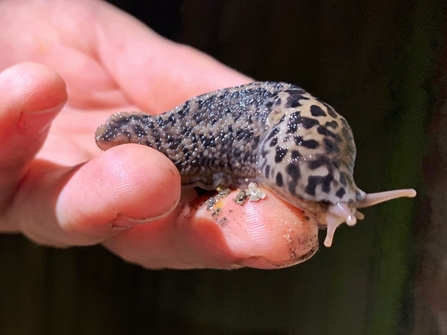 A person's hand holding a leopard slug