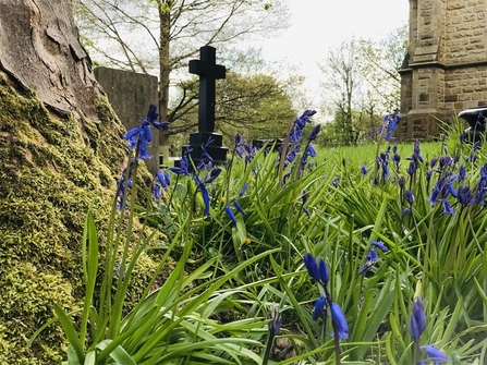 Bluebells growing in the churchyard of St Michael's Eco Church in Bolton