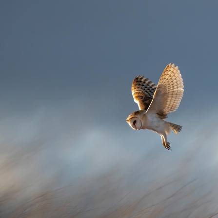 Barn owl hunting