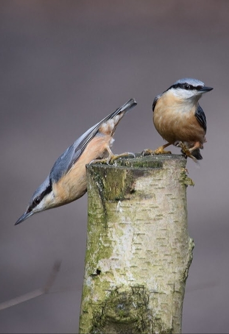 Nuthatches at Mere Sands Wood 