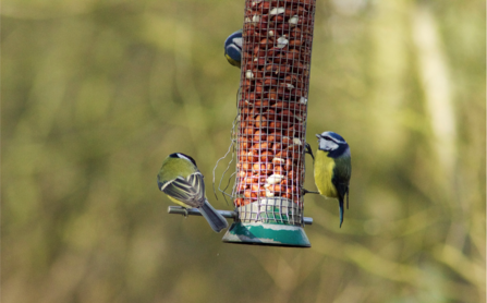 Blue tits on bird feeder by Kirstie Andrews
