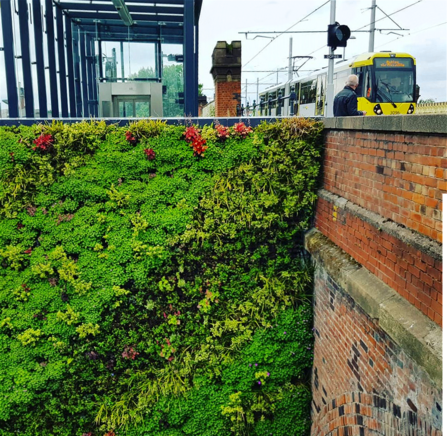 Green wall at Manchester tram stop by Kirstie Andrews