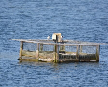 Completed tern raft floating on Number 1 Pit Lake at Brockholes Nature Reserve.