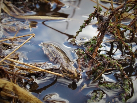 A common lizard resting in a pool of water at Astley Moss nature reserve
