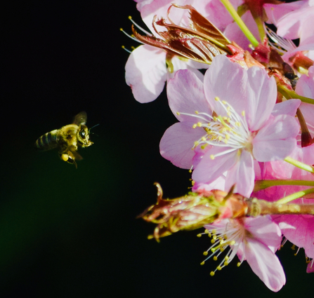 Spring Bee