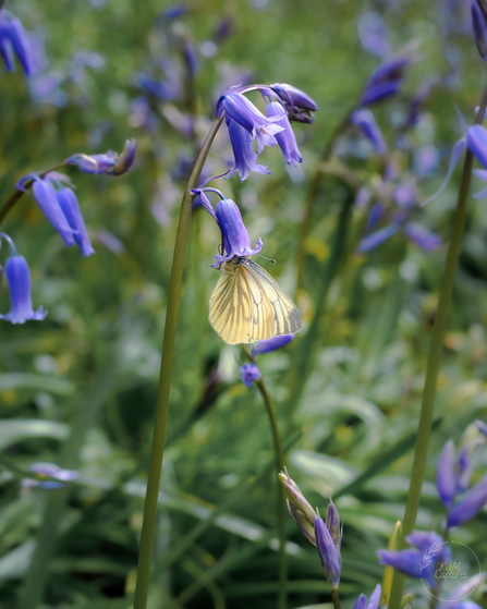 Bluebells in Tockholes Wood