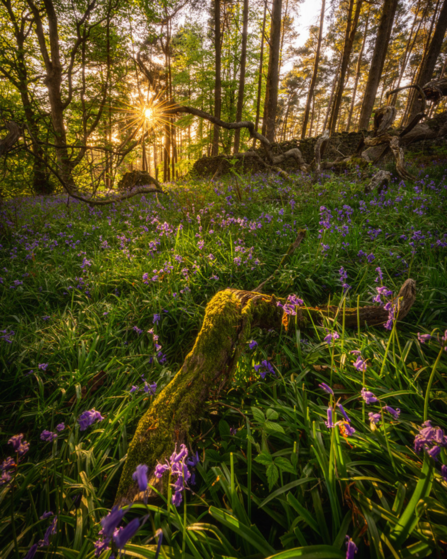 Sunburst Amongst Bluebells (small)