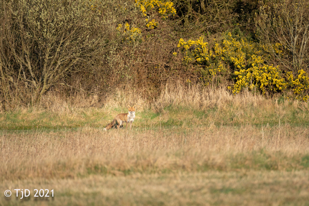 A fox emerging from the trees, photographed across a field