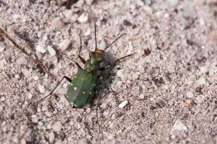 A green tiger beetle resting on sandy ground