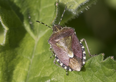 A hairy shieldbug sitting on a leaf