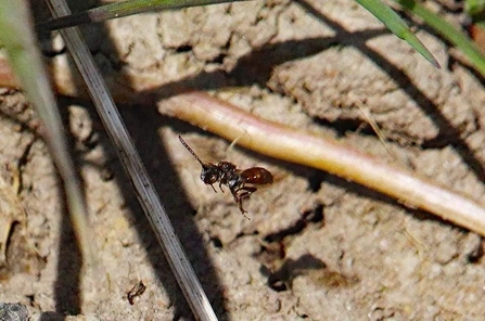 A little nomad bee flying over sandy ground littered with plant stems