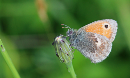 Small heath butterfly perched on an unopened flower-head