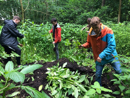 Three young men clearing Himalayan balsam from a woodland