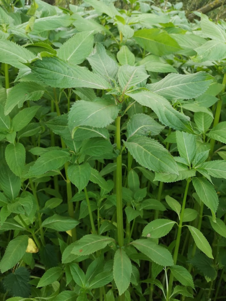 Himalayan balsam growing in early summer before the flowers have bloomed