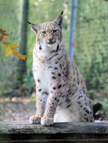 A Eurasian lynx standing in a pen in a zoo with its front paws resting on a log