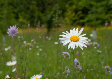 Oxeye daisy 