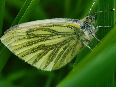 Green veined white 