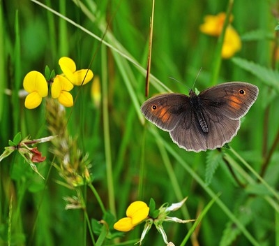 Meadow brown butterfly 