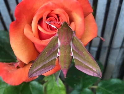 Elephant hawk moth 