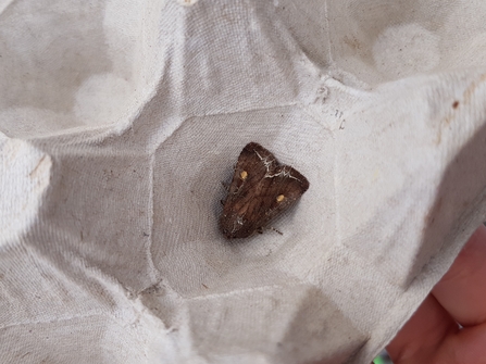 A bright-line brown-eye moth resting on the cup of an egg box