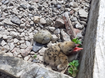A common tern chick opening its mouth for food while an egg lies unhatched behind it
