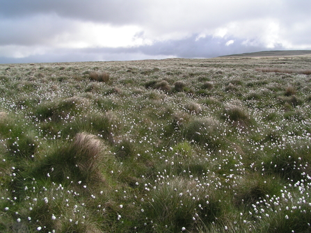 Cotton grass on Rivington Moor 