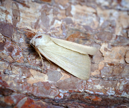 A fen wainscot moth with a patch of hair missing from its thorax resting on wood