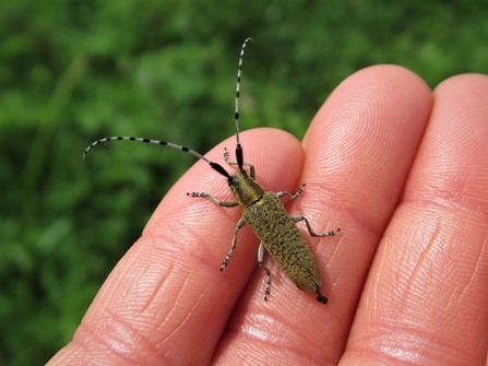 A golden-bloomed grey longhorn beetle sitting on someone's fingers