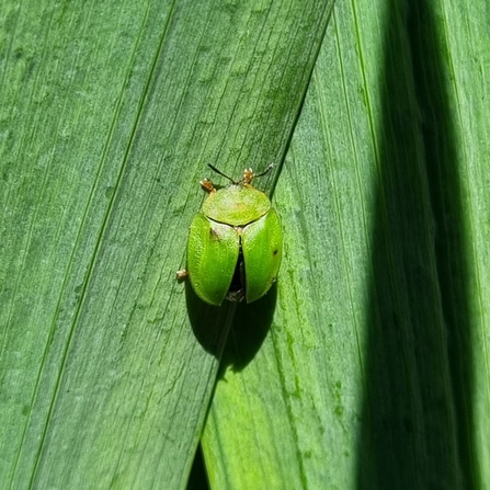 Green tortoise beetle
