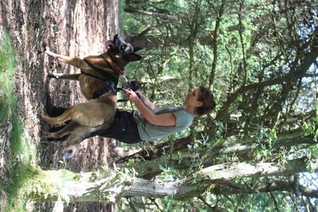 Red Squirrel Project Officer, Rachel, training red squirrel detection dog, Max, in the woods