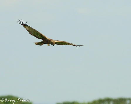 A marsh harrier flying across a clear blue sky