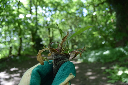 A gloved hand holding a red campion plug plant against a woodland backdrop