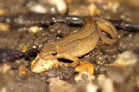 smooth newt