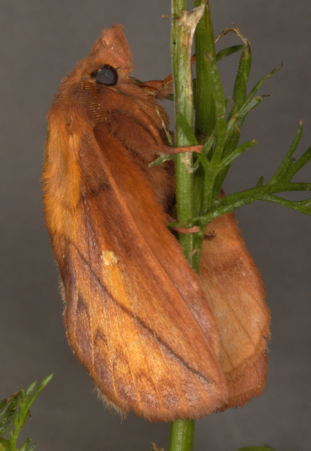 A drinker moth perched on a plant stem