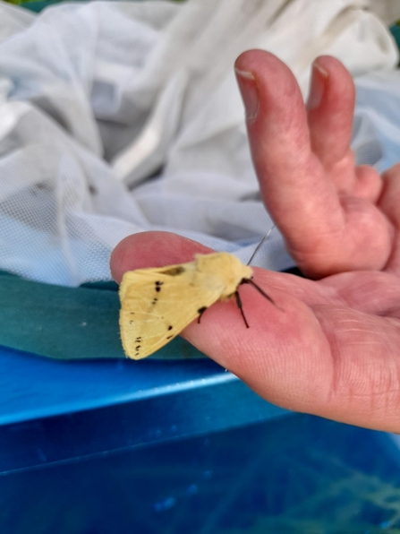 A buff ermine moth resting on someone's finger at Lunt Meadows nature reserve