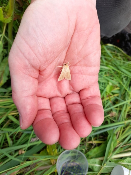 A common wainscot moth sitting in someone's hand